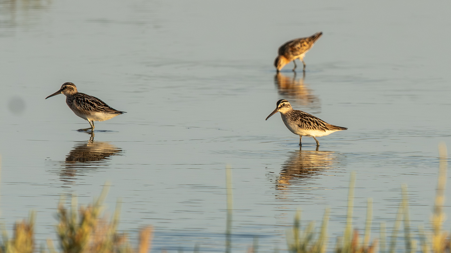 Broad-billed Sandpiper